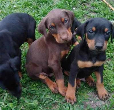Doberman