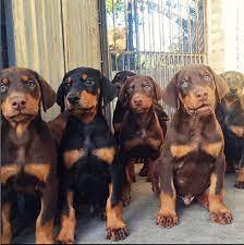 Doberman