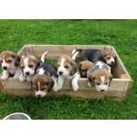 Lindos Filhotes Beagle