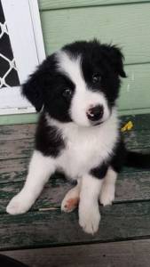 Filhotinhos da raa Border Collie