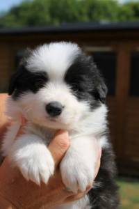Filhotinhos da raa Border Collie