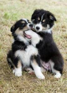 Filhotinhos da raa Border Collie