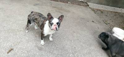 bulldog frances blue merle azul pronto para acasalar lop vacinas em dia bastante experiente montas