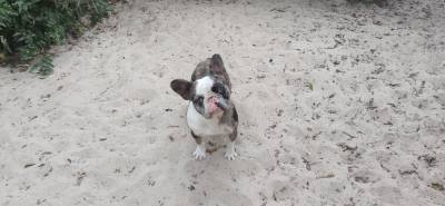 bulldog frances blue merle azul pronto para acasalar lop vacinas em dia bastante experiente montas