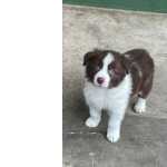 GRACINHAS DE BORDER COLLIES PARA LEVAR PARA CASA AGORA C
