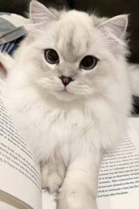 Ragdoll Uma Fofura De Gatinhos