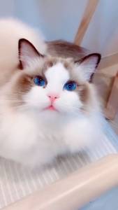 Ragdoll Uma Fofura De Gatinhos