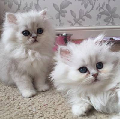 Ragdoll Uma Fofura De Gatinhos