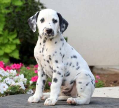 Lindos cachorrinhos Dlmata