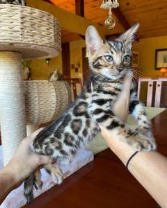 Lindo Gatinhos da savana