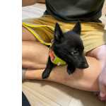 Schipperke comLop e Afixo