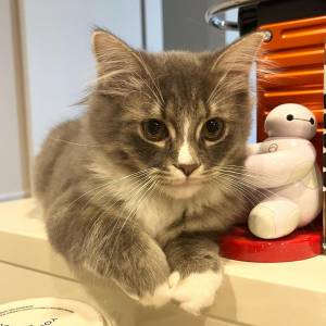 Menina e menino Gatinhos Ragdoll