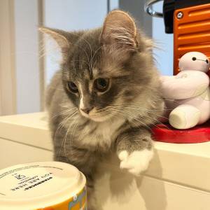 Menina e menino Gatinhos Ragdoll