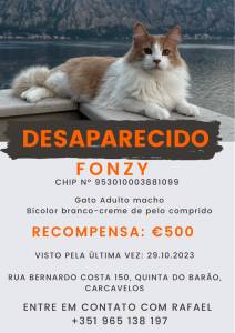Recompensa de QUINHENTOS EURO Gato perdido