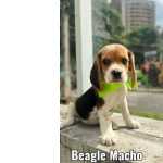 Beagle Macho Loja Fisica