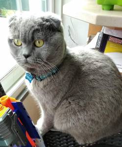 Gato perdido