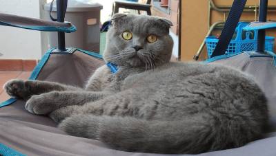 Gato perdido