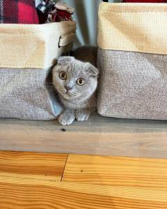 Gatinhos Scottish Fold puro com pedigree