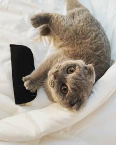 Gatinhos Scottish Fold puro com pedigree