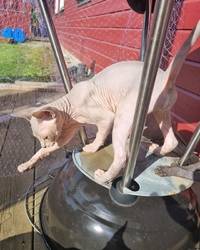 Macho e fmea Sphynx