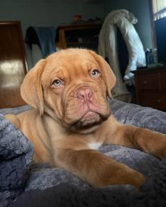 Dogue De Bordus macho e fmea muito linda
