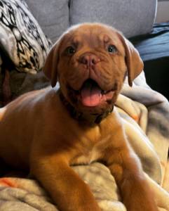 Dogue De Bordus macho e fmea muito linda