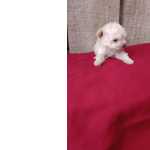 Poodle Micro Toy Fmea