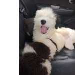 ltima Fmea de Old English Sheepdog