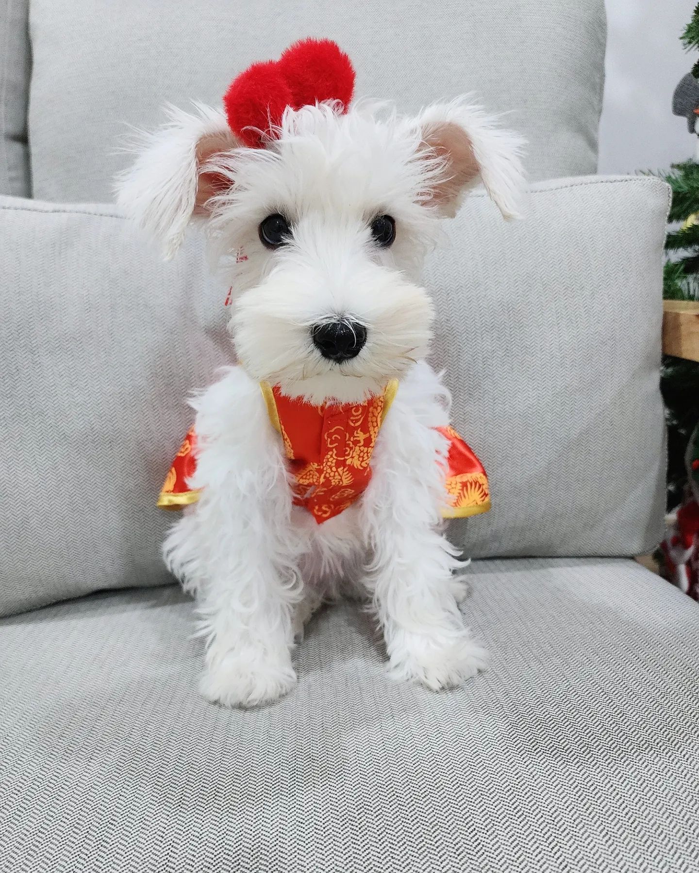 Schnauzer Miniatura criado em ambiente familiar disponvel