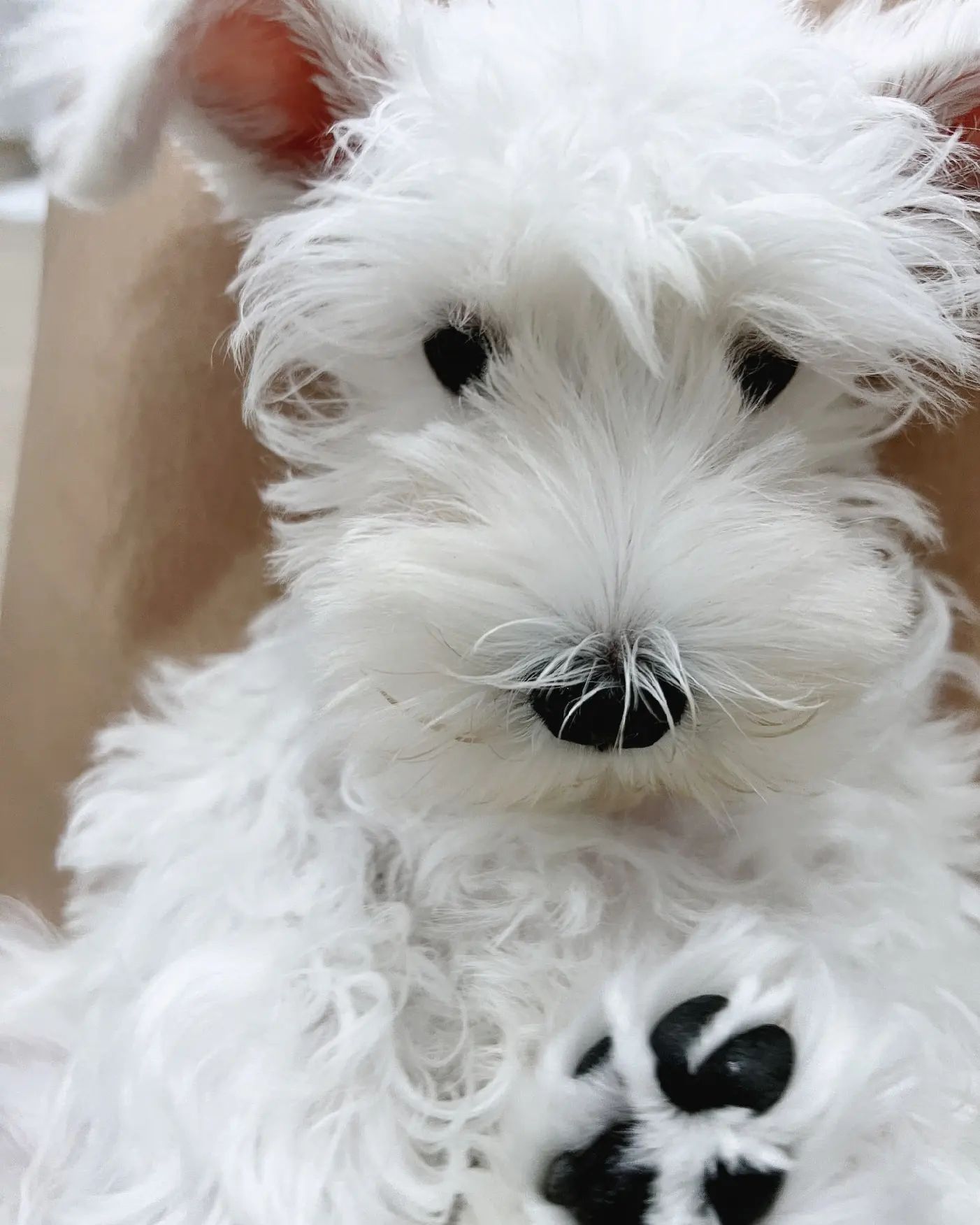 Schnauzer Miniatura criado em ambiente familiar disponvel