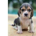 Mini Filhotes Beagles Pronta Entrega @canilcanaa