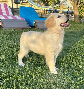 Goldens Retrievers