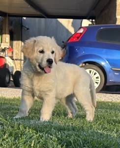 Goldens Retrievers