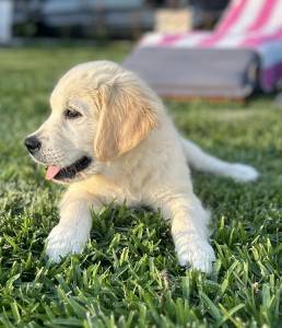 Goldens Retrievers