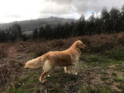 Goldens Retrievers