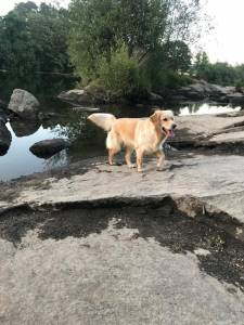 Goldens Retrievers