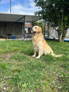 Goldens Retrievers