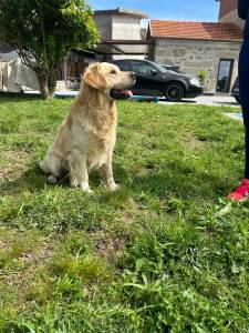Goldens Retrievers