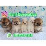 Spzti Machos E Fmeas Instagram Canil Esmeraldas