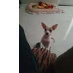 Vende-se Filhote De Pinschers Com Chihuahua
