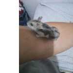 Hamster Ano Russo