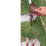 American Pitbull Terrier - Koda 9 Meses