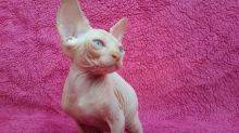Gatinhos Sphynx