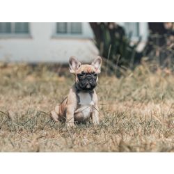 BOULEDOGUE FRANCES COM LOP E AFIXO