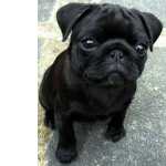 Pug Informares Whats 11 9.1772-9306