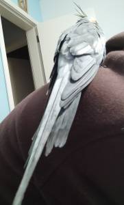Caturra encontrada no Feij Setbal