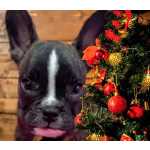 Lindos Filhotes De Bulldog Francs Seu Presente De Natal Antecipado