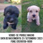 Vende-se Poodle Macho R$250,00