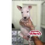 Bull Terrier Super Garantias E Assistencia Veterinaria Gratuita 24h