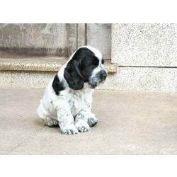Cocker Spaniel Ingls LOP e AFIXO